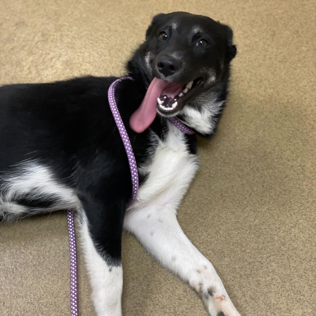 Enlarge Logan, a Adoptable mixed breed in Riverside, CA image 1/3