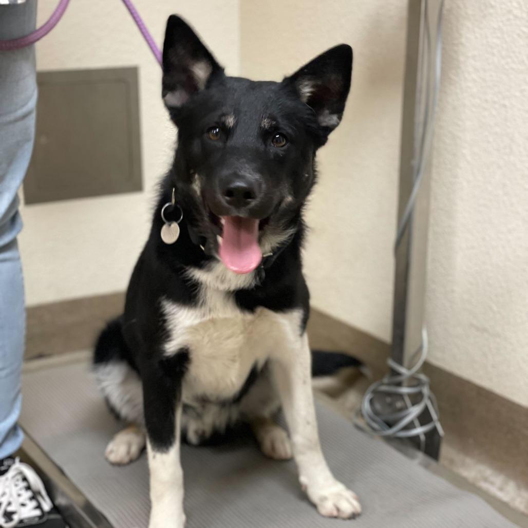 Enlarge Logan, a Adoptable mixed breed in Riverside, CA image 2/3