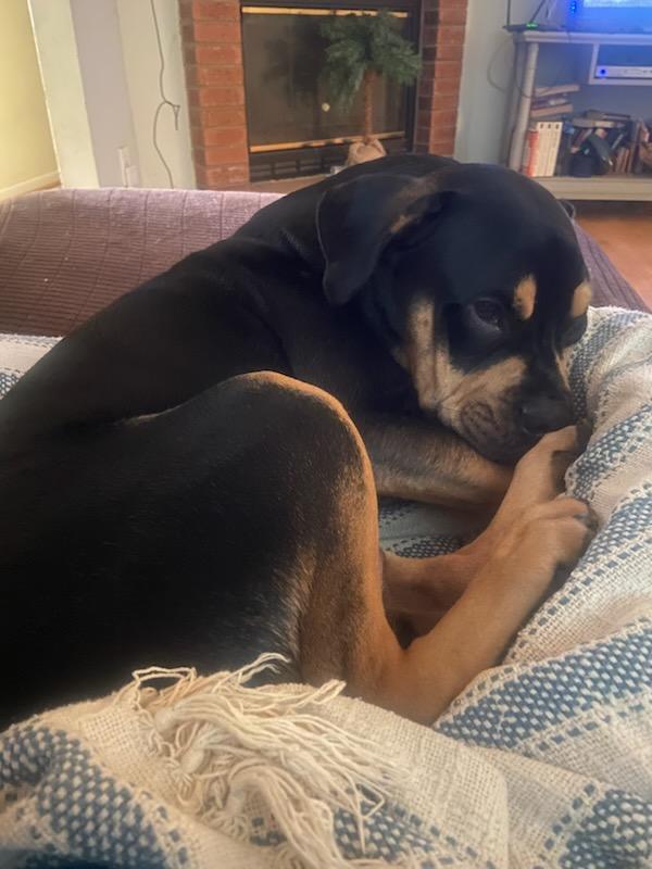 Bean, ADOPTABLE, Puppy Male Rottweiler.