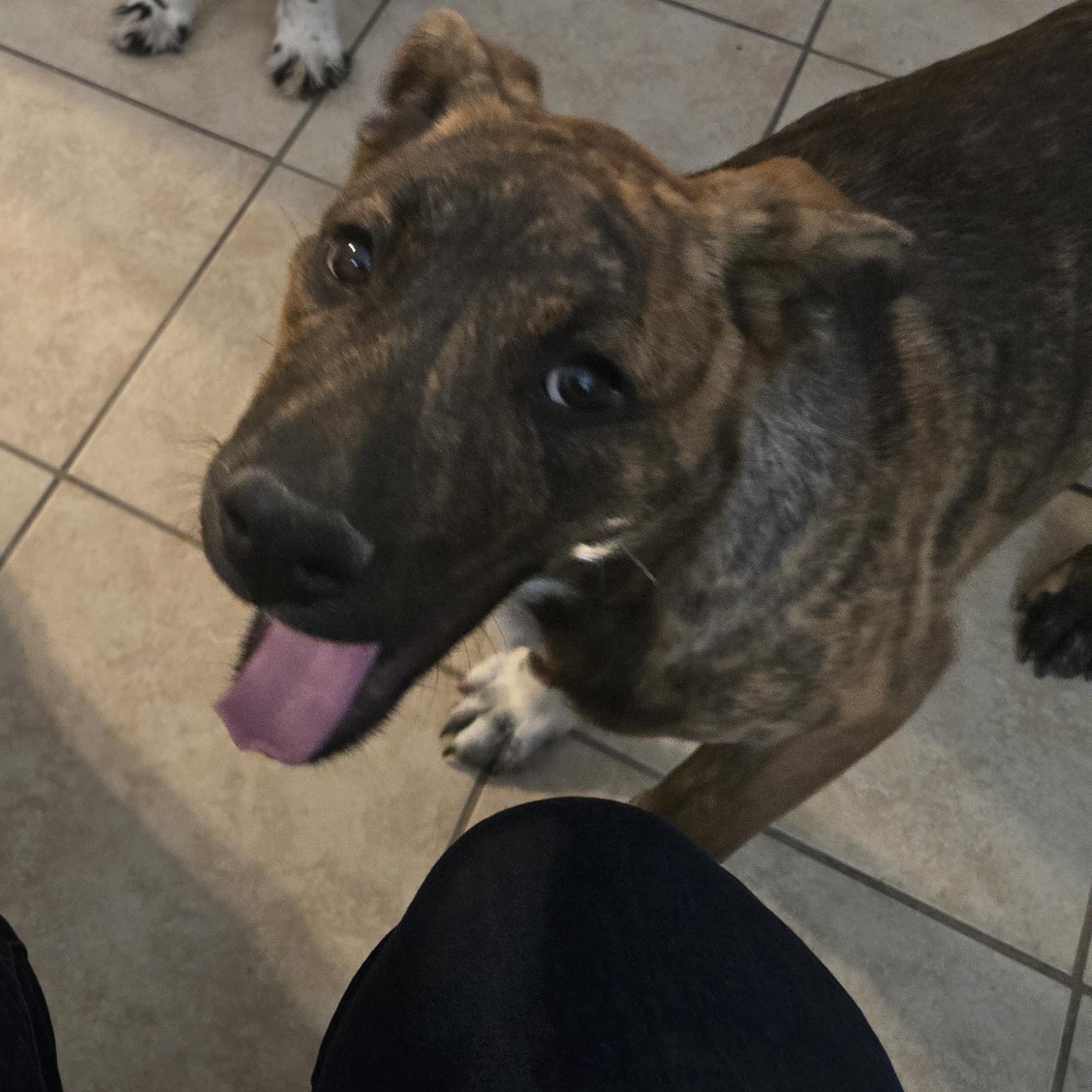 Enlarge Troy, a ADOPTABLE mixed breed in Austin, TX image 1/2