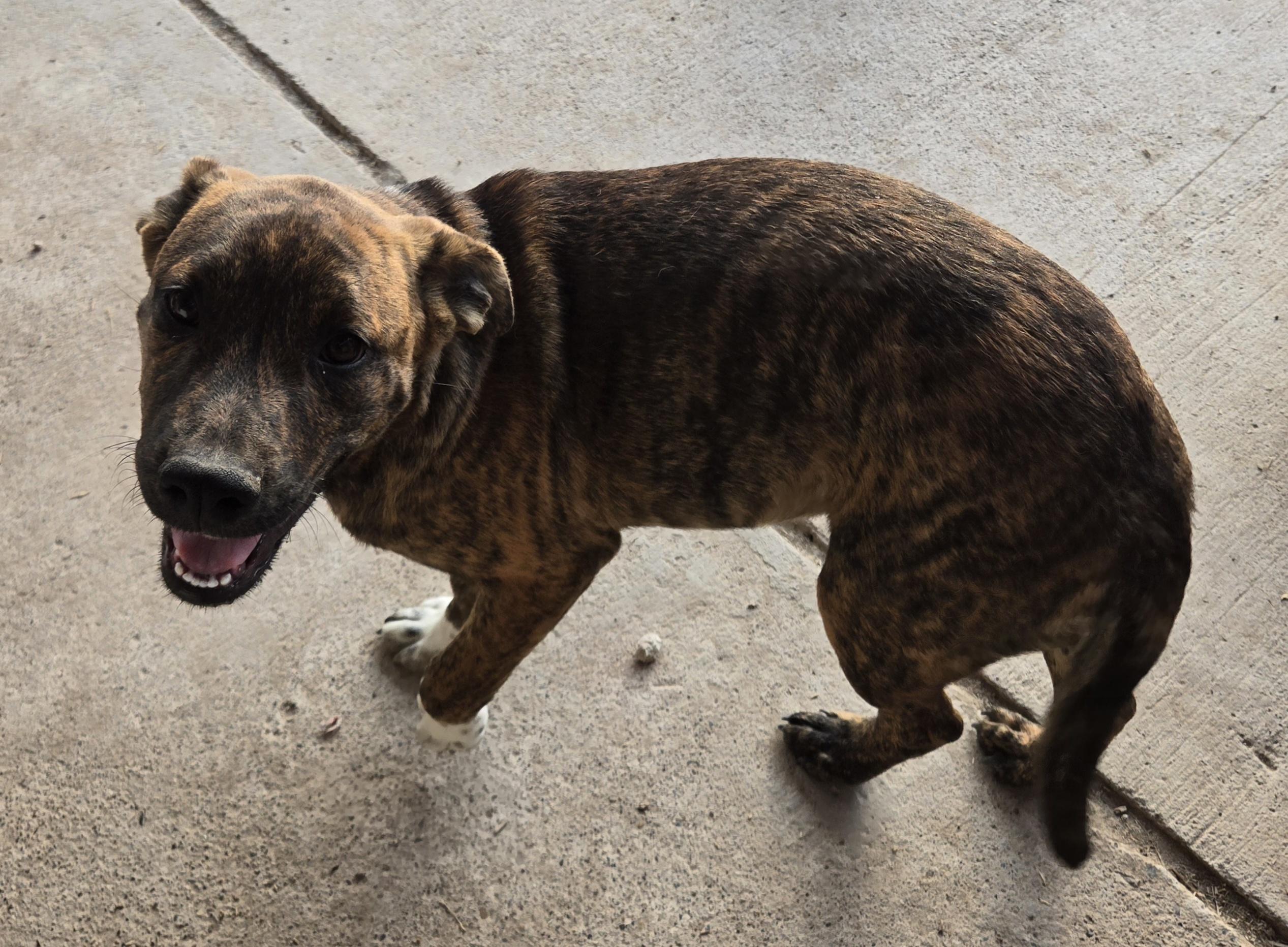 Enlarge Troy, a ADOPTABLE mixed breed in Austin, TX image 2/2
