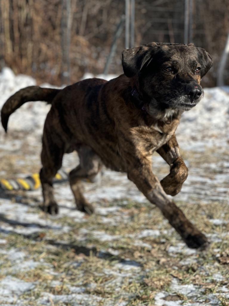 Enlarge Ronan/Kaos, a Adoptable mixed breed in Peru, NY image 2/2