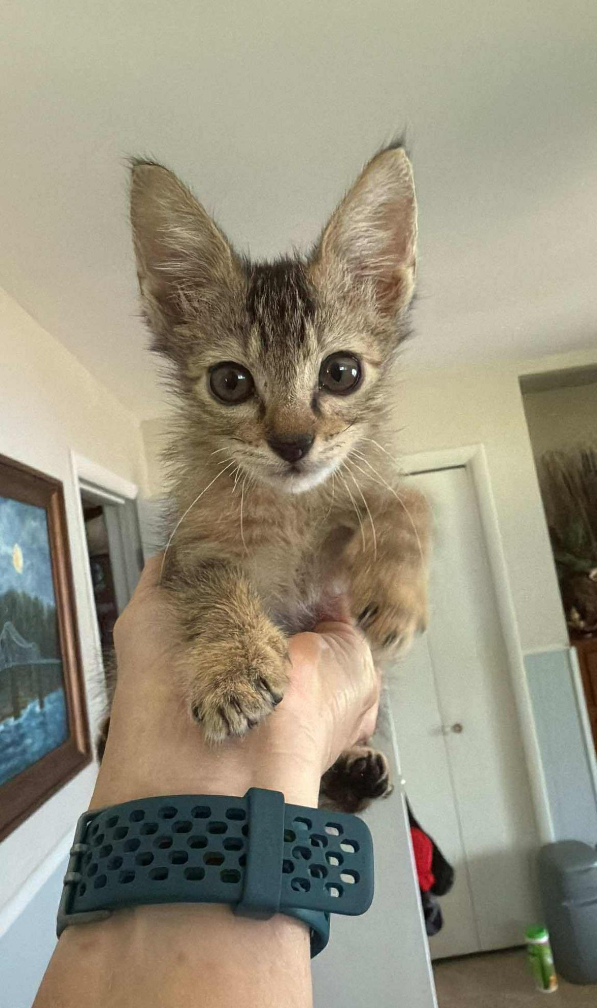 Spice, Baby Female unknown
