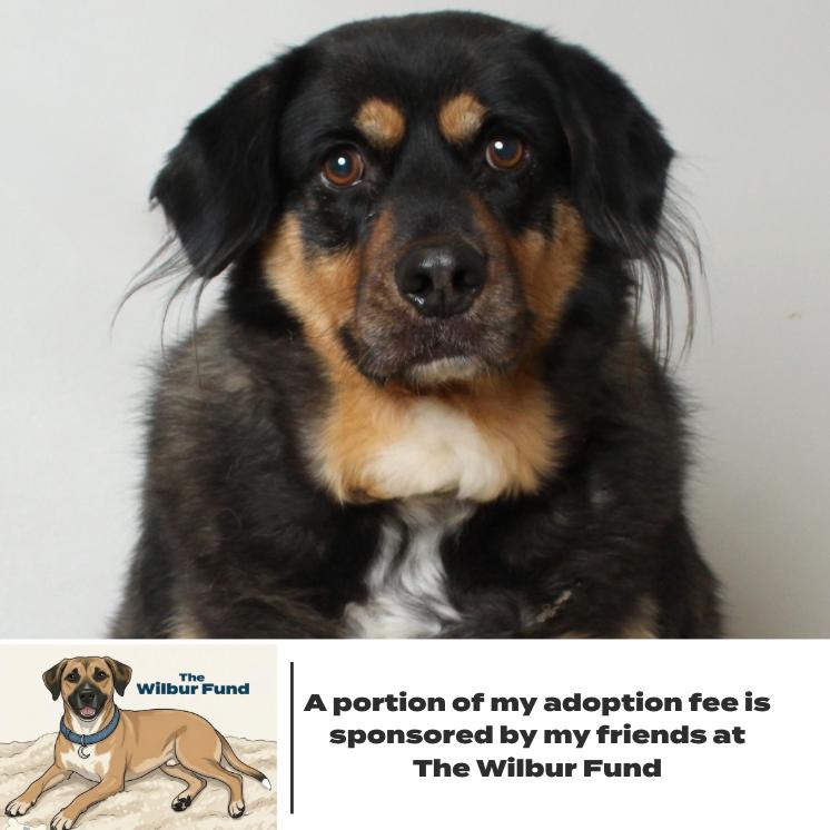 Niki D69343 (Sponsored), Adoptable, Adult Male German Shepherd Dog & Rottweiler.