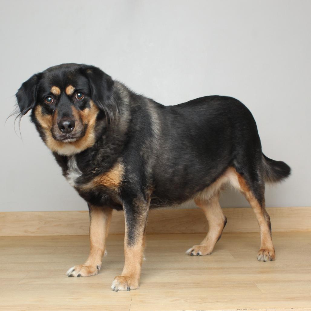 Enlarge Niki D69343 (Sponsored), a Adoptable mixed breed in Minnetonka, MN image 2/6