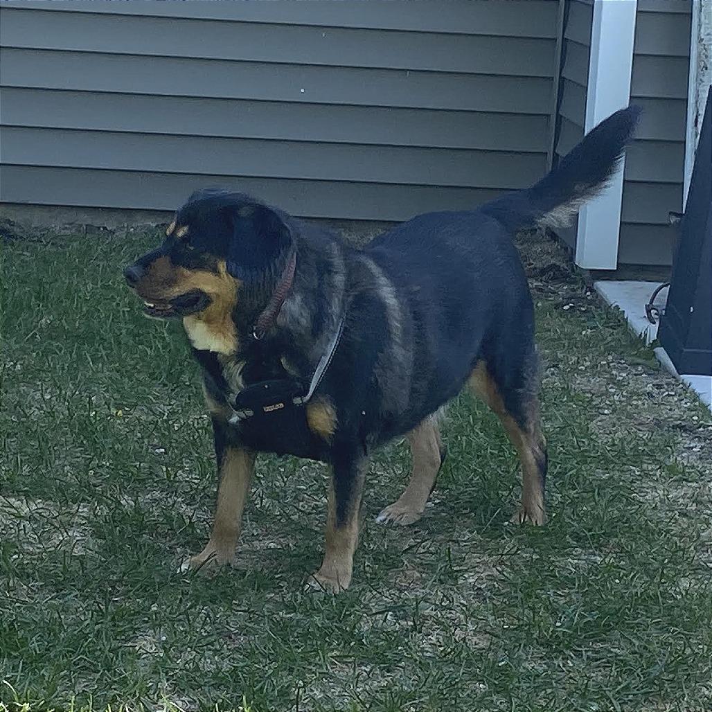 Enlarge Niki D69343 (Sponsored), a Adoptable mixed breed in Minnetonka, MN image 3/6