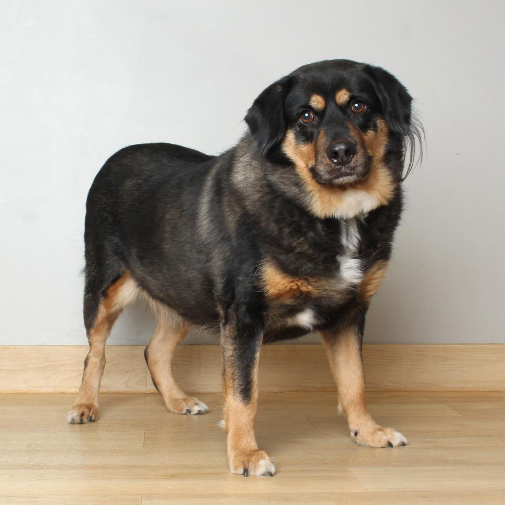 Enlarge Niki D69343 (Sponsored), a Adoptable mixed breed in Minnetonka, MN image 4/6