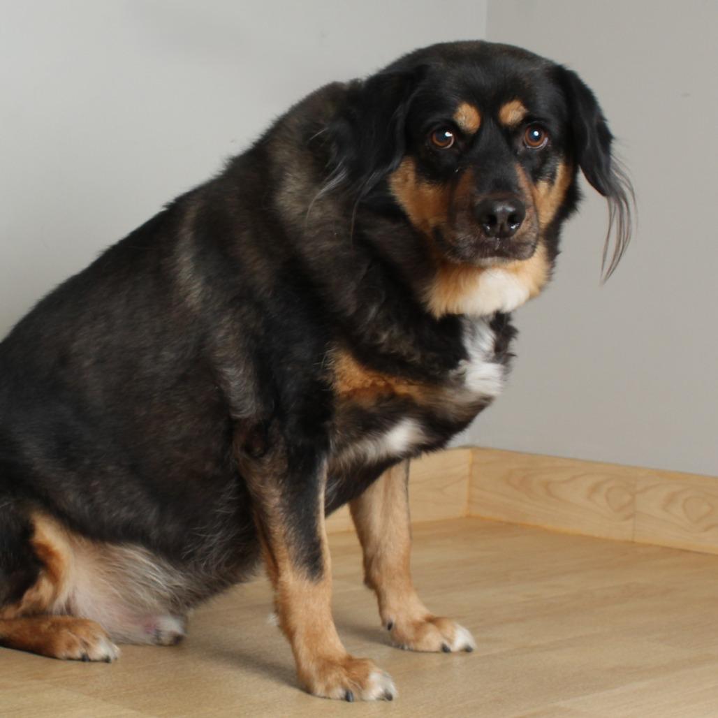 Enlarge Niki D69343 (Sponsored), a Adoptable mixed breed in Minnetonka, MN image 6/6