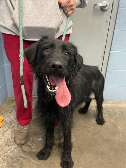 Betty, an adoptable Labradoodle in South Strafford, VT, 05070 | Photo Image 2
