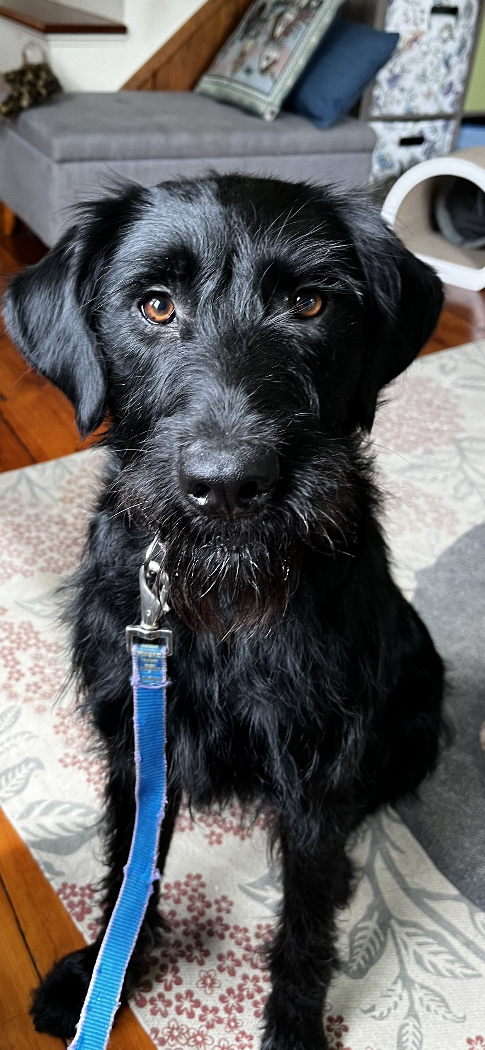 Betty, an adoptable Labradoodle in South Strafford, VT, 05070 | Photo Image 1