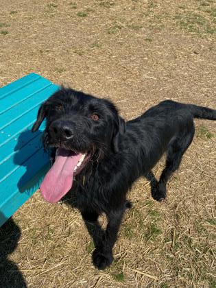 Betty, an adoptable Labradoodle in South Strafford, VT, 05070 | Photo Image 3