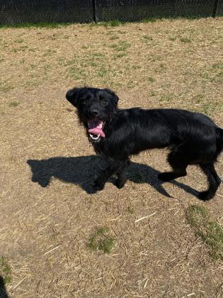 Betty, an adoptable Labradoodle in South Strafford, VT, 05070 | Photo Image 4
