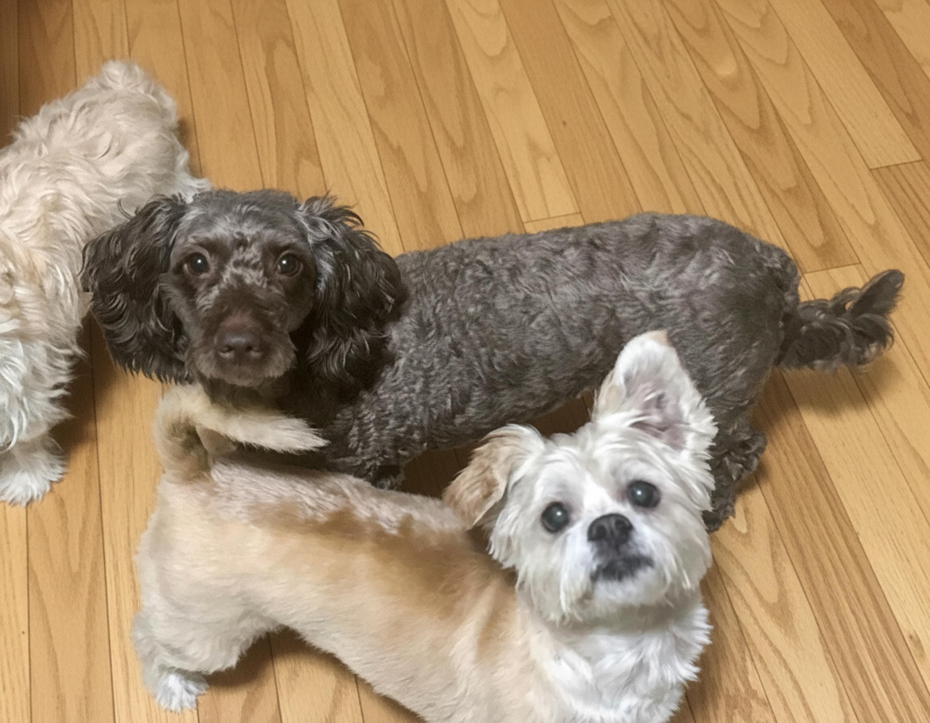 Brownie, a Adoptable Miniature Poodle in Providence, RI image 3/6