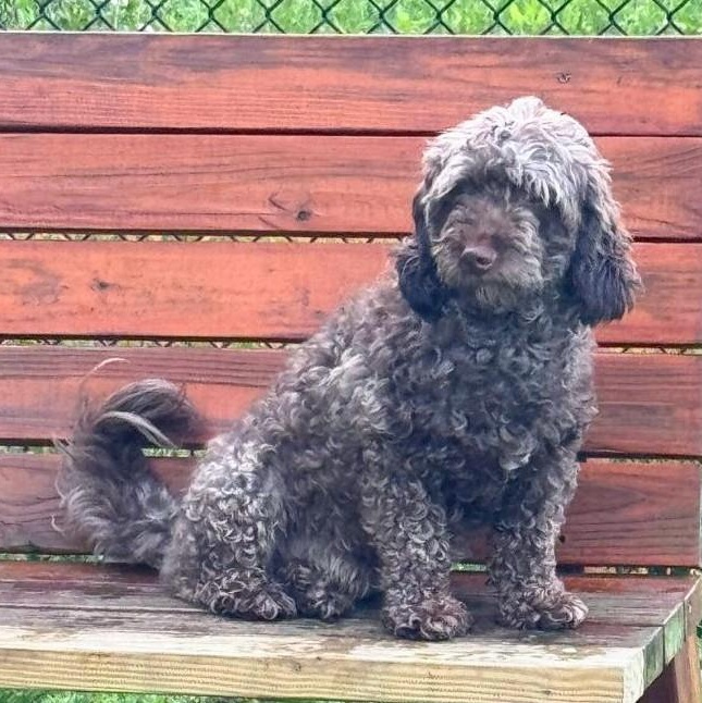 Brownie, a Adoptable Miniature Poodle in Providence, RI image 6/6