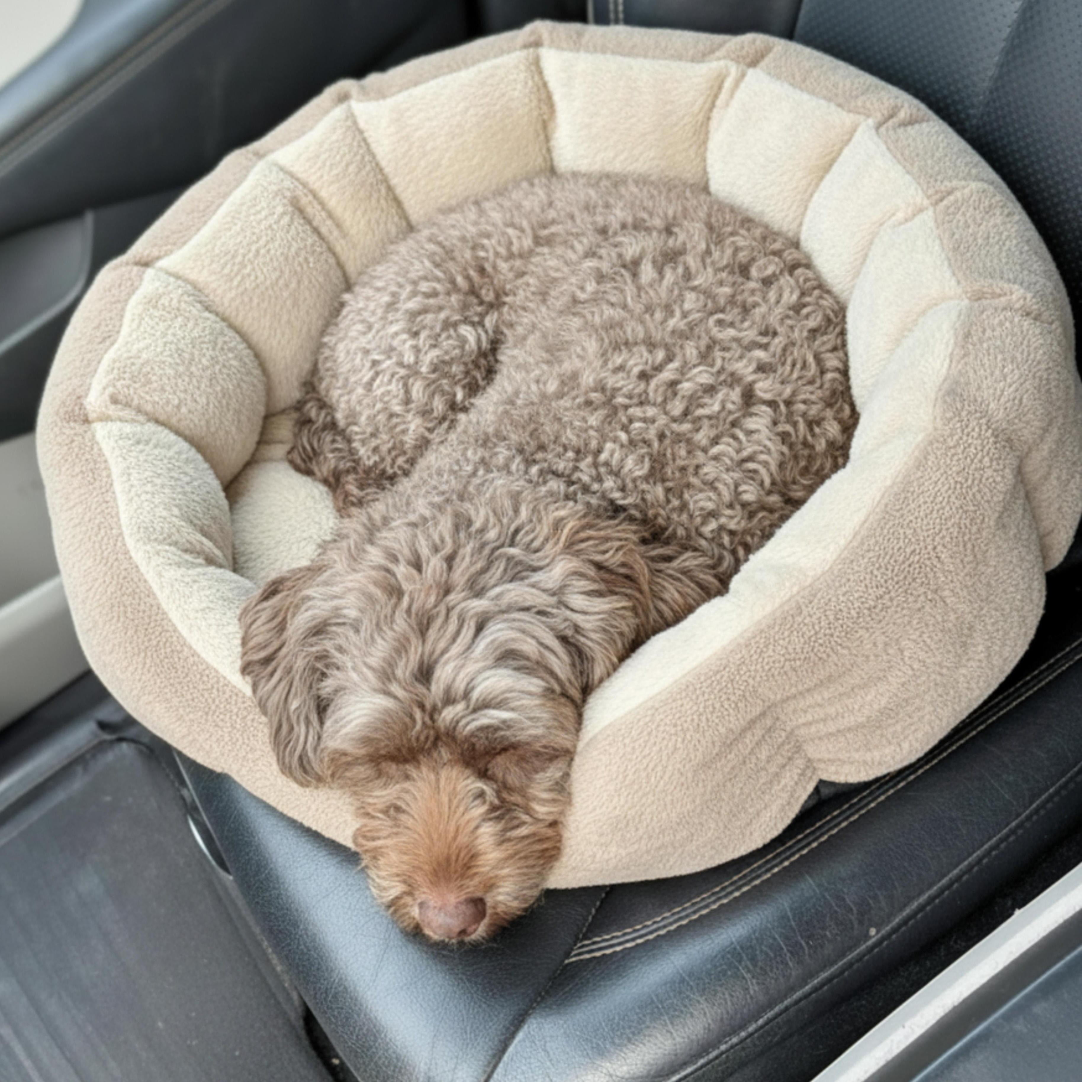 Brownie, a Adoptable Miniature Poodle in Providence, RI image 5/6