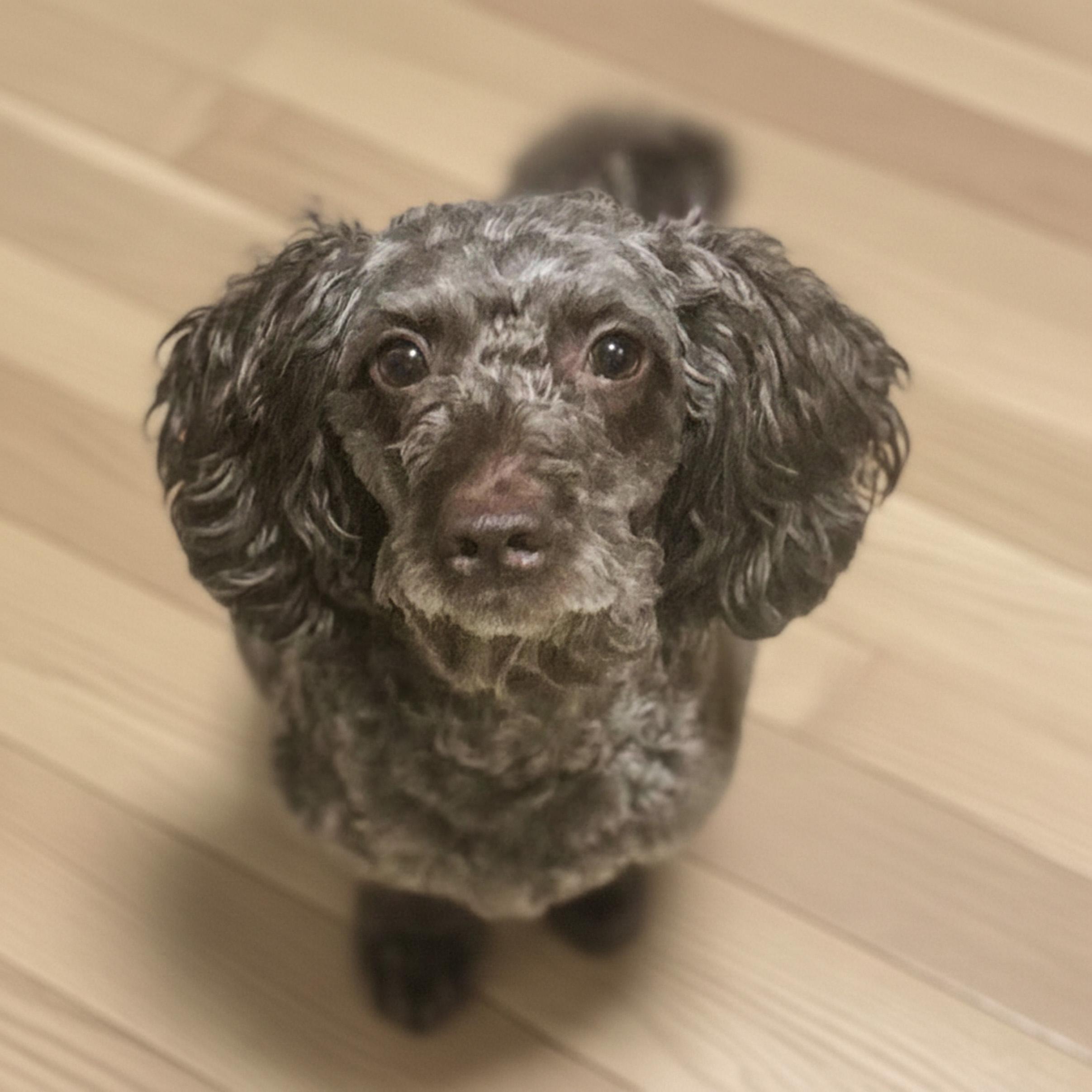 Brownie, a Adoptable Miniature Poodle in Providence, RI image 2/6