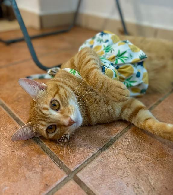 Enlarge Daisy, a Adopted mixed breed in Ridgefield, CT image 1/1