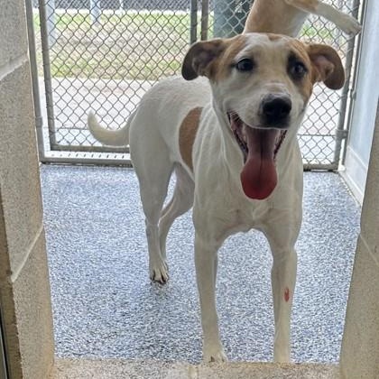 Tulip, adopted, Adult Female Mixed Breed.