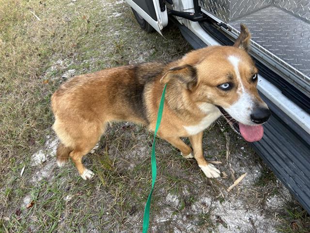 SAPPHIRE, Adoptable, Adult Female German Shepherd Dog & Siberian Husky.