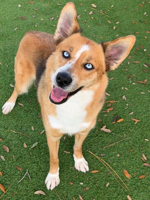 SAPPHIRE, Adoptable, Adult Female German Shepherd Dog & Siberian Husky.