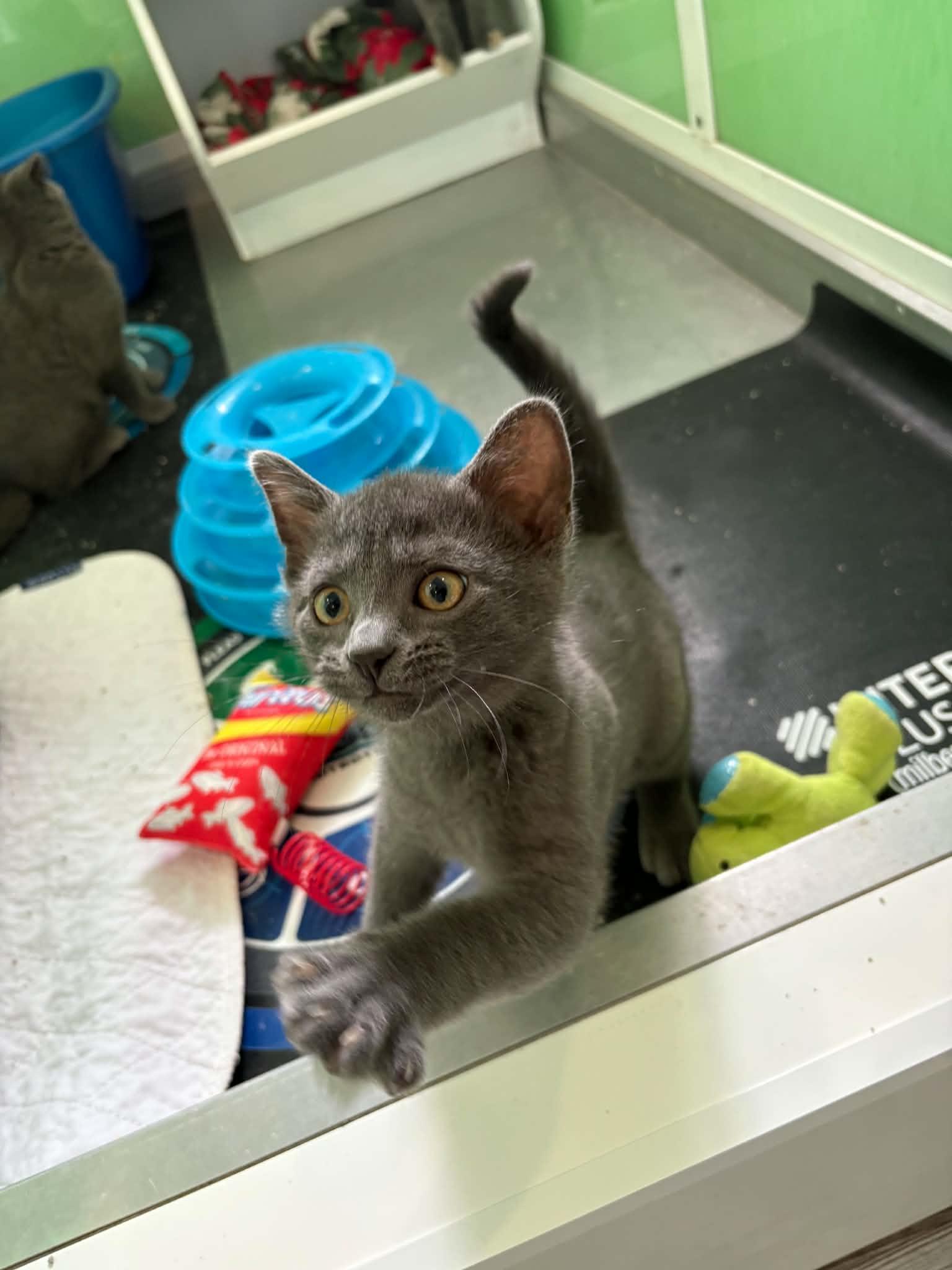 Enlarge Greg Brady, a ADOPTABLE American Shorthair in Barboursville, WV image 2/2