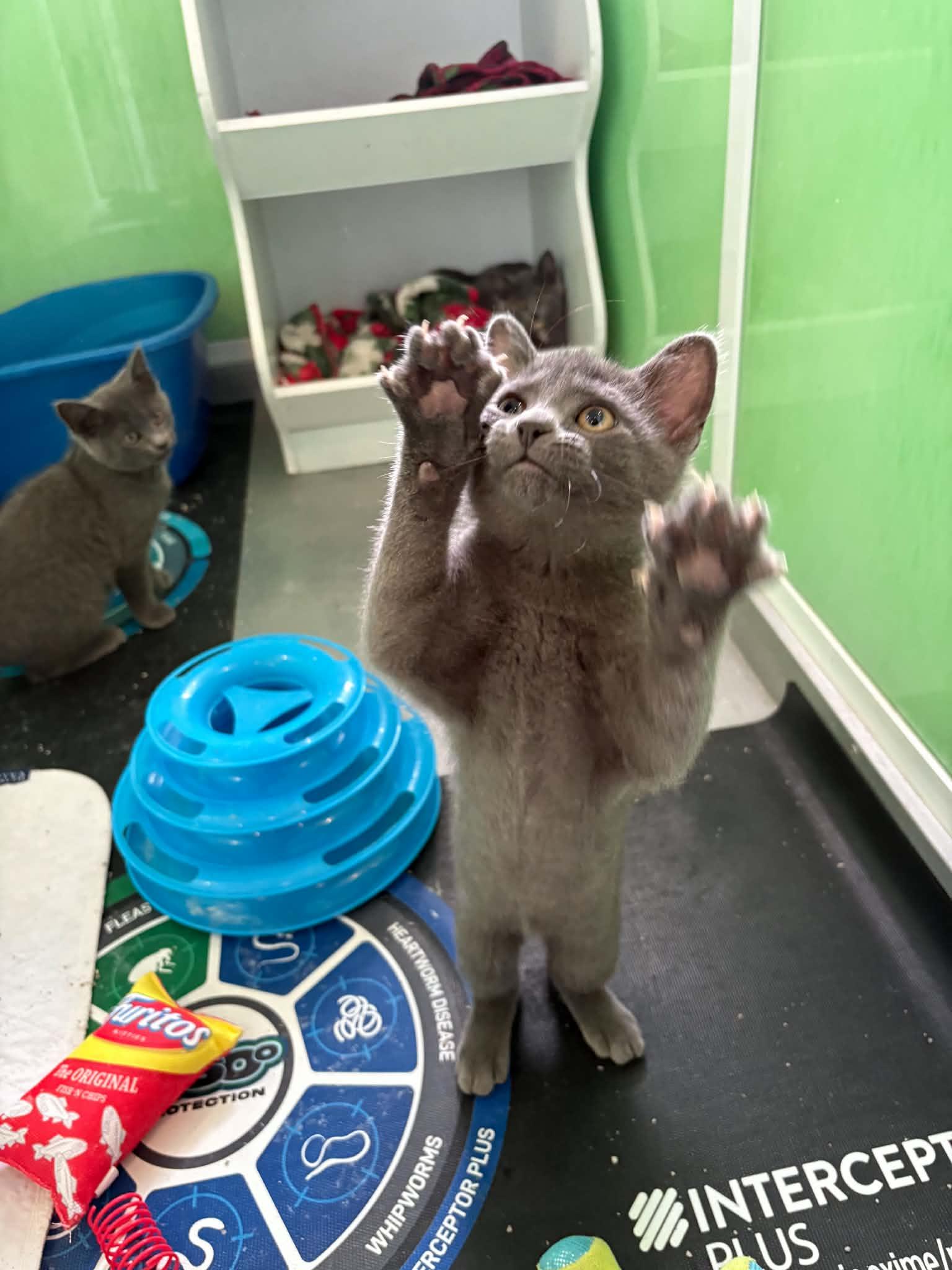 Greg Brady, ADOPTABLE, Kitten Male American Shorthair.