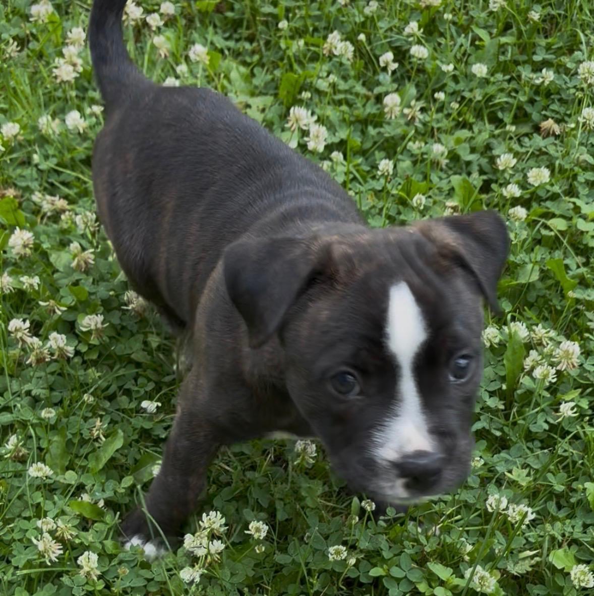 Oscar, a Adoptable mixed breed in Oxford, MI image 2/5