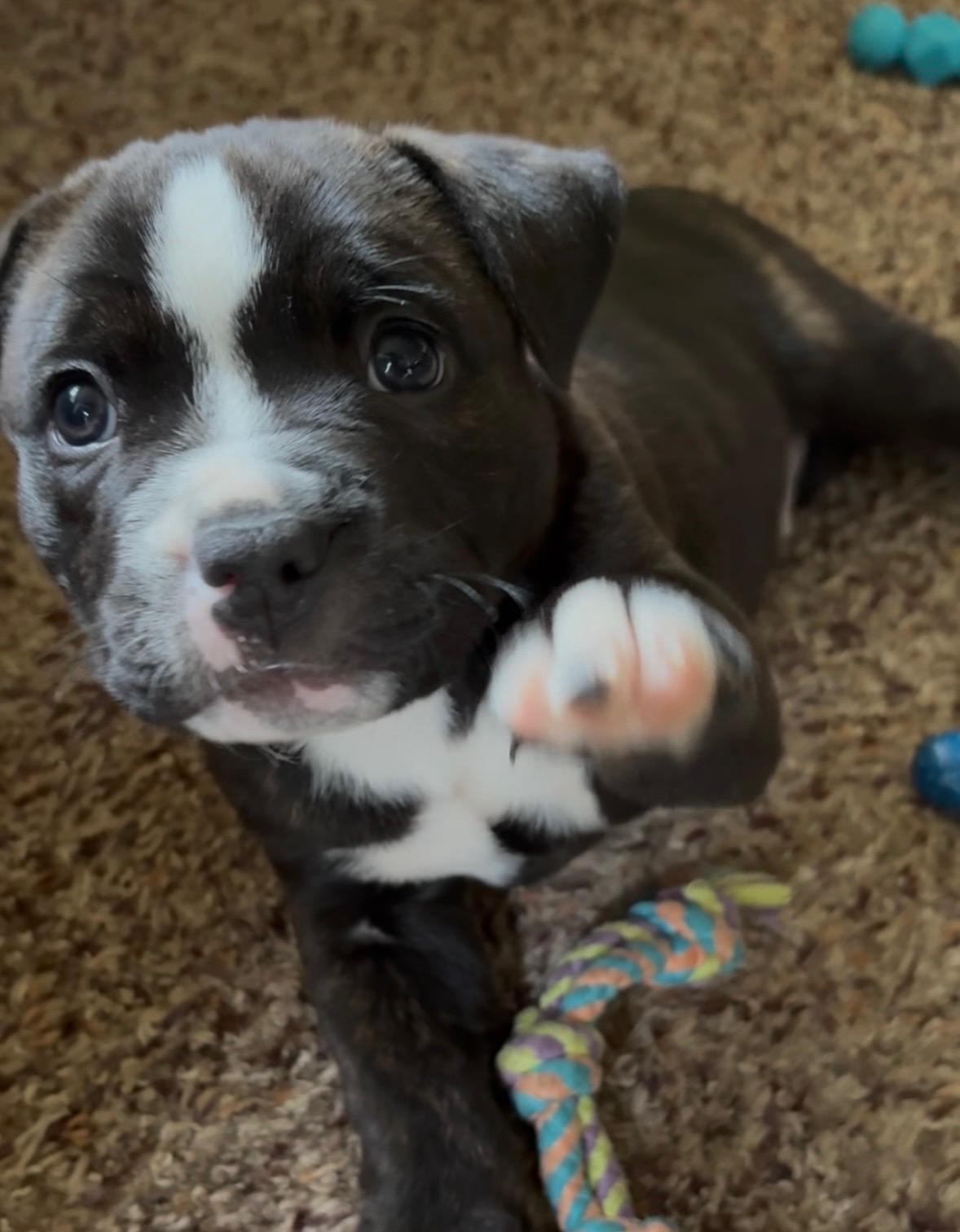 Oscar, Adoptable, Puppy Male Pit Bull Terrier & Mixed Breed.