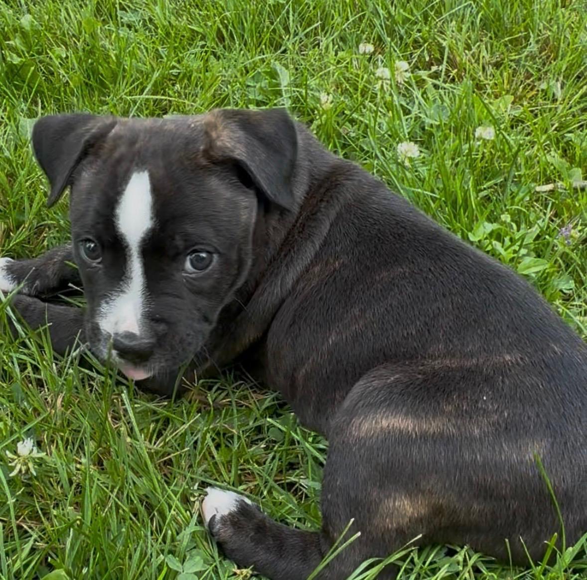 Oscar, a Adoptable mixed breed in Oxford, MI image 4/5