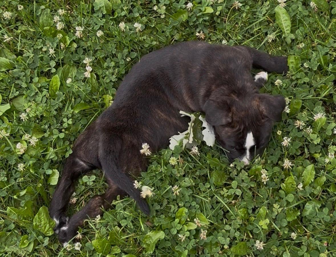 Oscar, a Adoptable mixed breed in Oxford, MI image 3/5