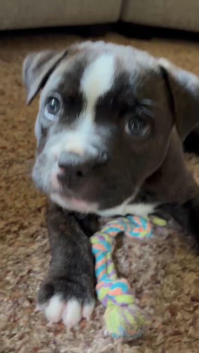 Enlarge Oscar, a Adoptable mixed breed in Oxford, MI video 5/5
