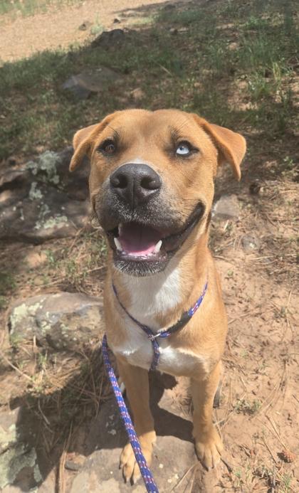 Enlarge Gus, an adopted mixed breed in Lakeside, AZ image 1/1