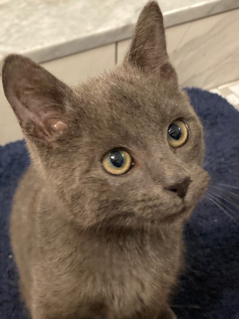 Ranger, Adopted, Kitten Male Russian Blue.