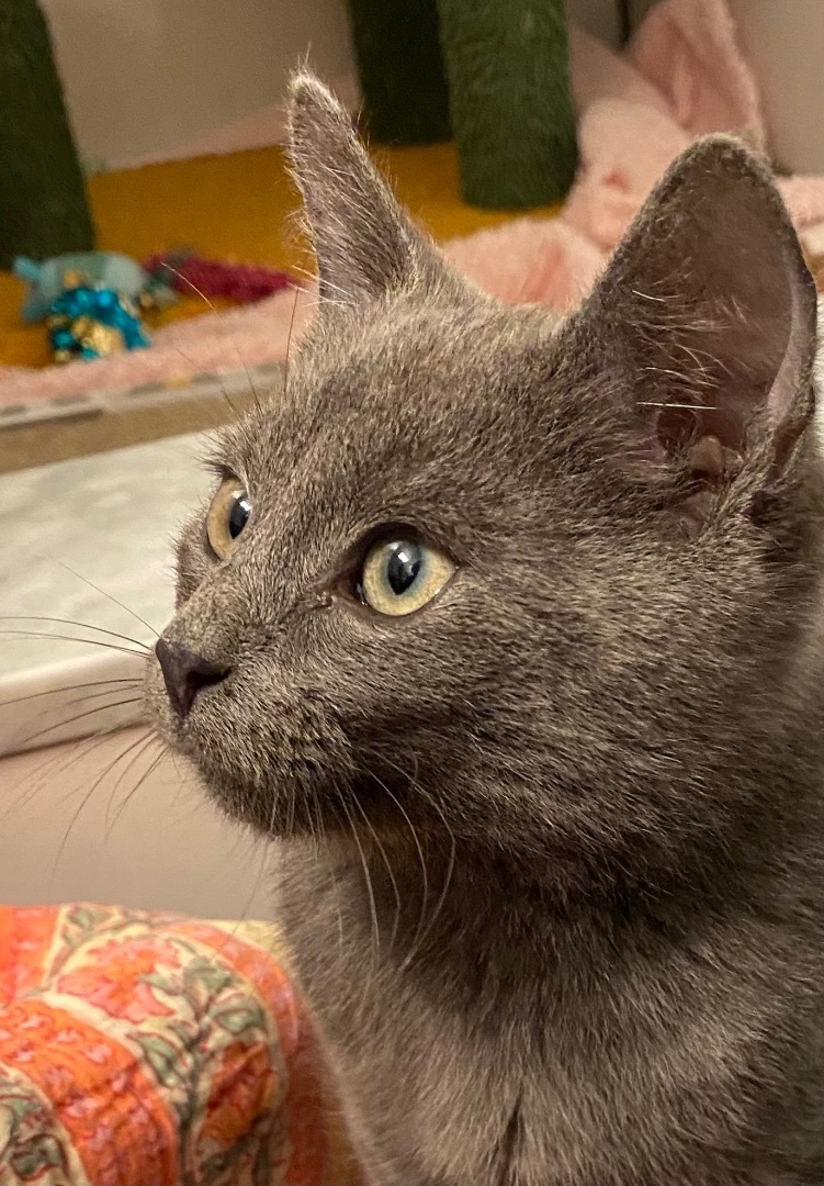 Enlarge Ranger, a Adopted Russian Blue in Bryn Mawr, PA image 2/5