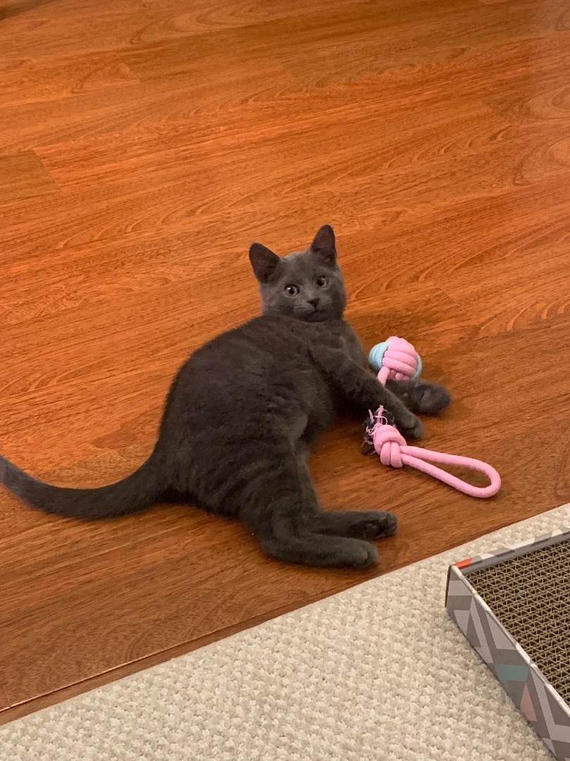 Enlarge Ranger, a Adopted Russian Blue in Bryn Mawr, PA image 3/5