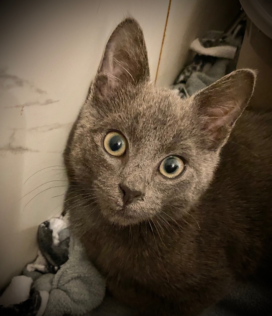 Enlarge Ranger, a Adopted Russian Blue in Bryn Mawr, PA image 4/5