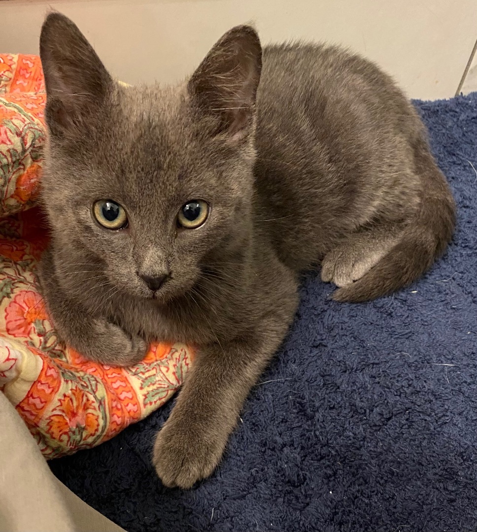 Enlarge Ranger, a Adopted Russian Blue in Bryn Mawr, PA image 5/5