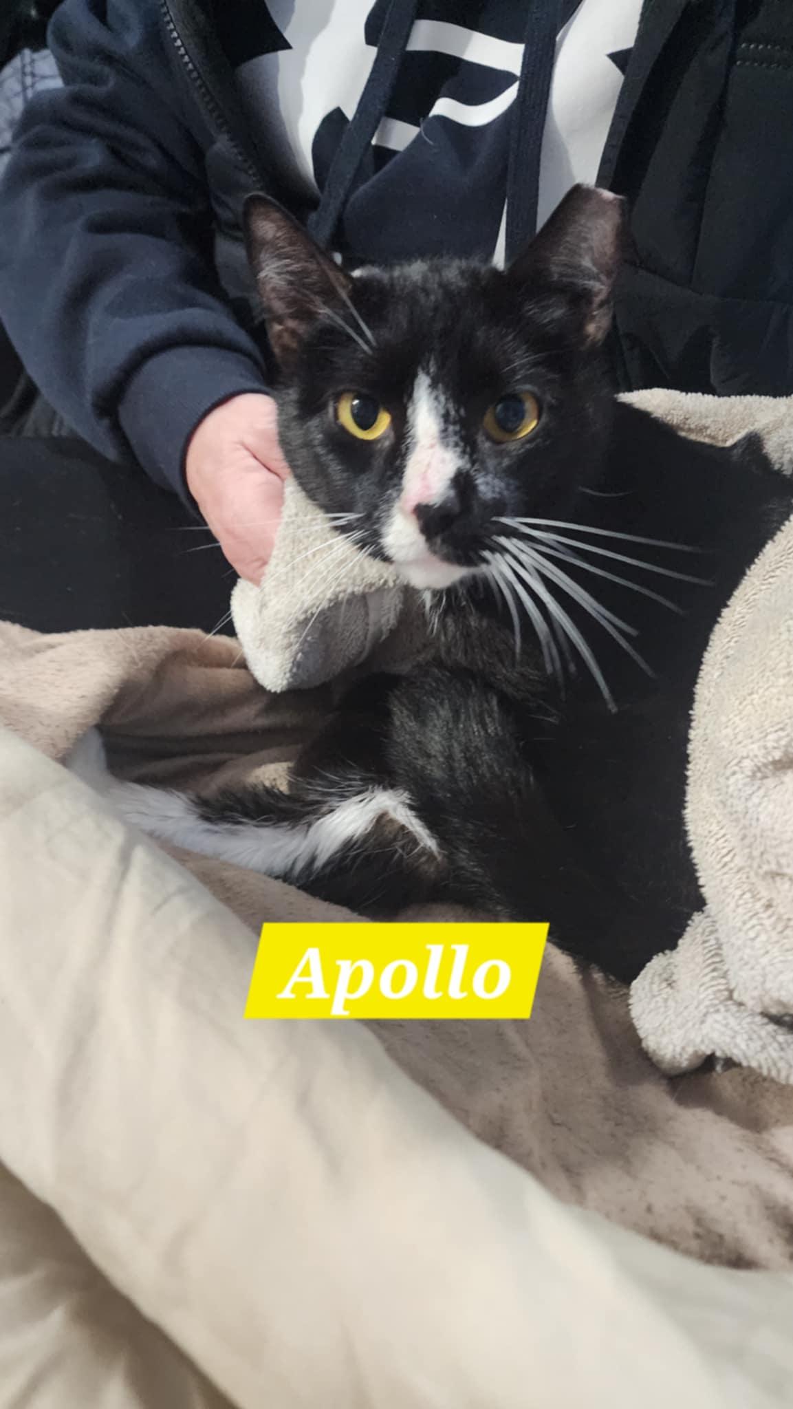Apollo, Adoptable, Adult Male Domestic Short Hair.