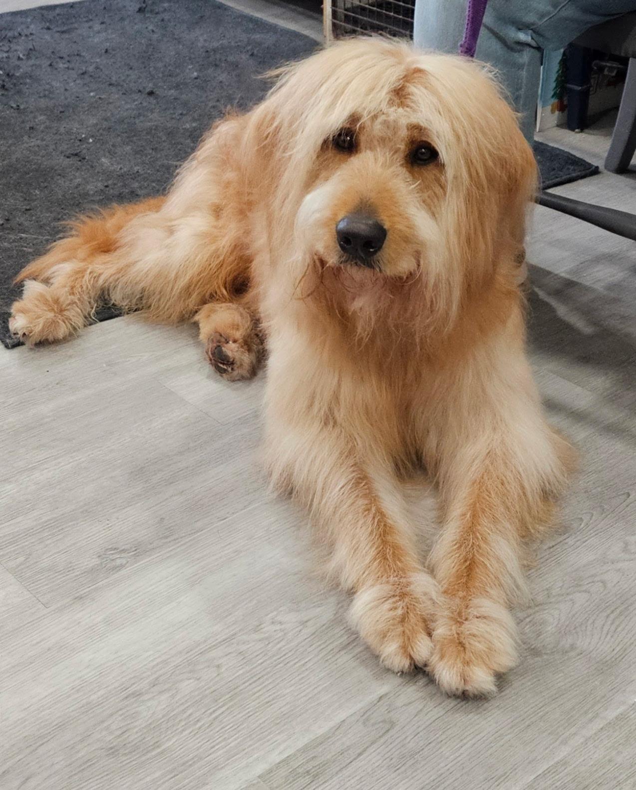 Bayou, Adoptable, Adult Male Goldendoodle.