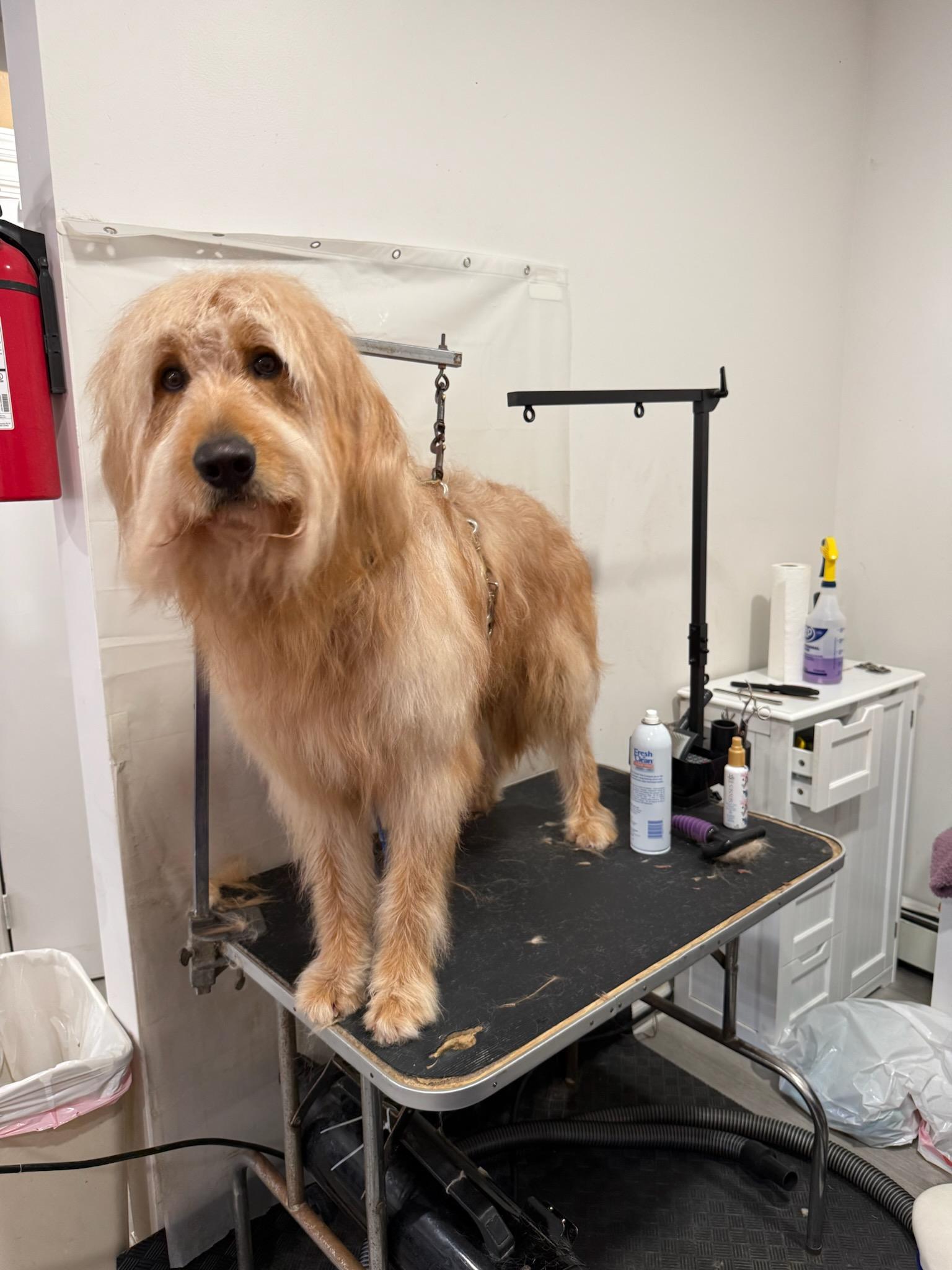 Enlarge Bayou, a Adoptable mixed breed in Toms River, NJ image 2/4