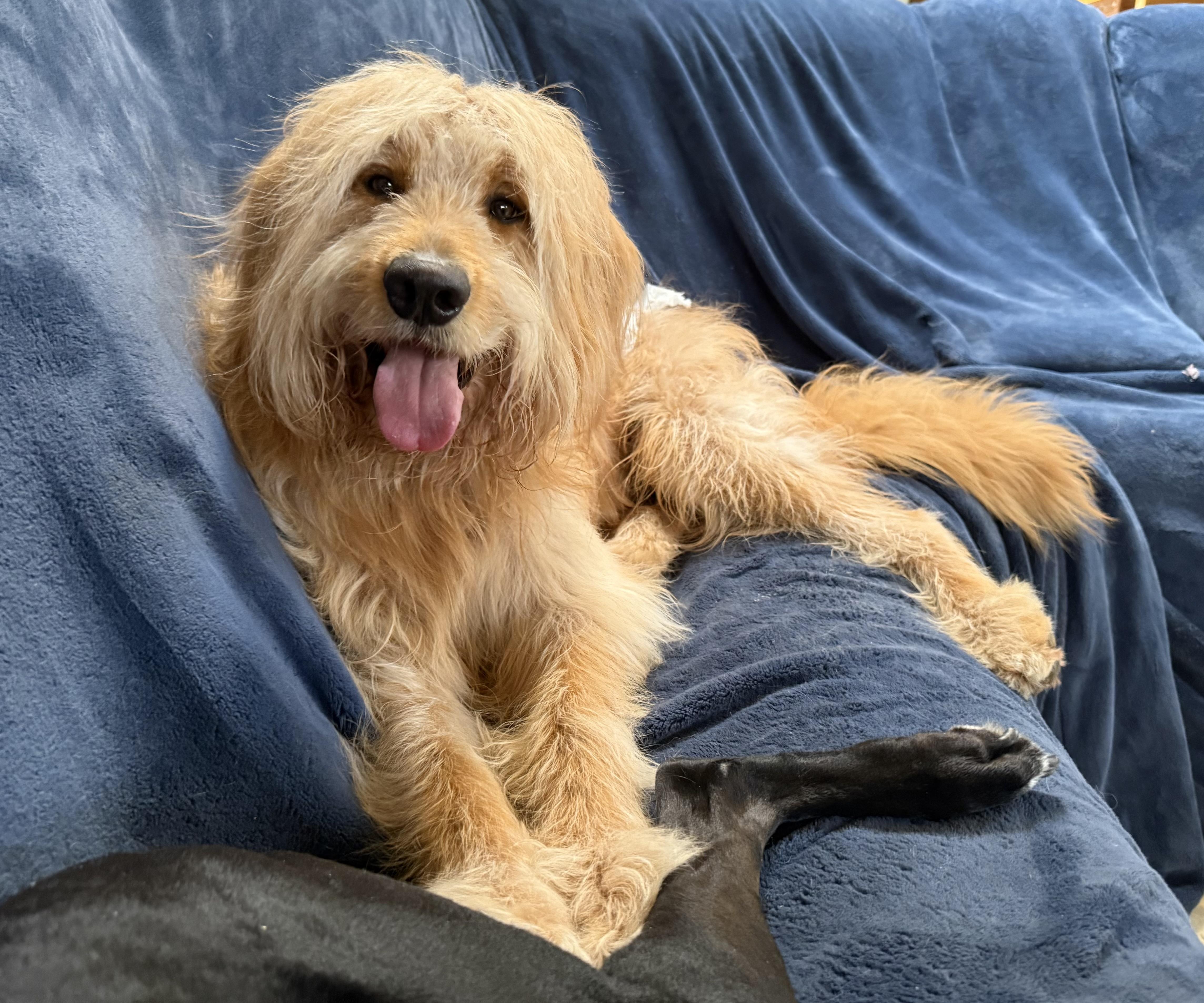 Enlarge Bayou, a Adoptable mixed breed in Toms River, NJ image 3/4