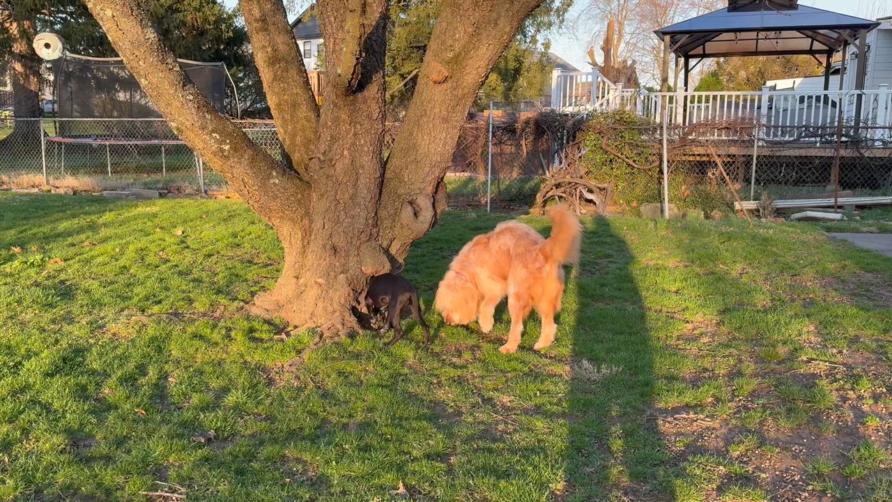 Enlarge Bayou, a Adoptable mixed breed in Toms River, NJ video 4/4