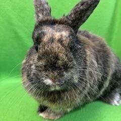 Enlarge Bluebell, a ADOPTABLE mixed breed in Haltom City, TX image 2/4