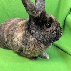 Enlarge Bluebell, a ADOPTABLE mixed breed in Haltom City, TX image 4/4