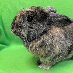 Enlarge Bluebell, a ADOPTABLE mixed breed in Haltom City, TX image 3/4