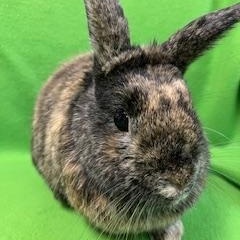 Enlarge Bluebell, a ADOPTABLE mixed breed in Haltom City, TX image 1/4