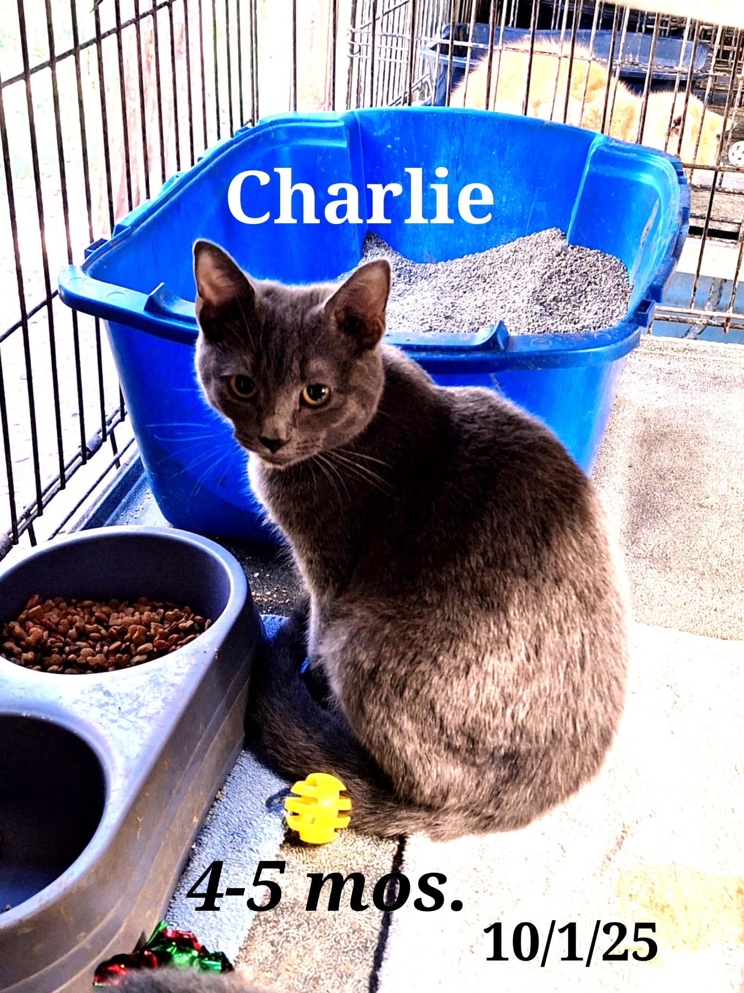 Enlarge Charlie   Pretty Girl, a Adoptable Russian Blue in Staunton, VA image 1/6