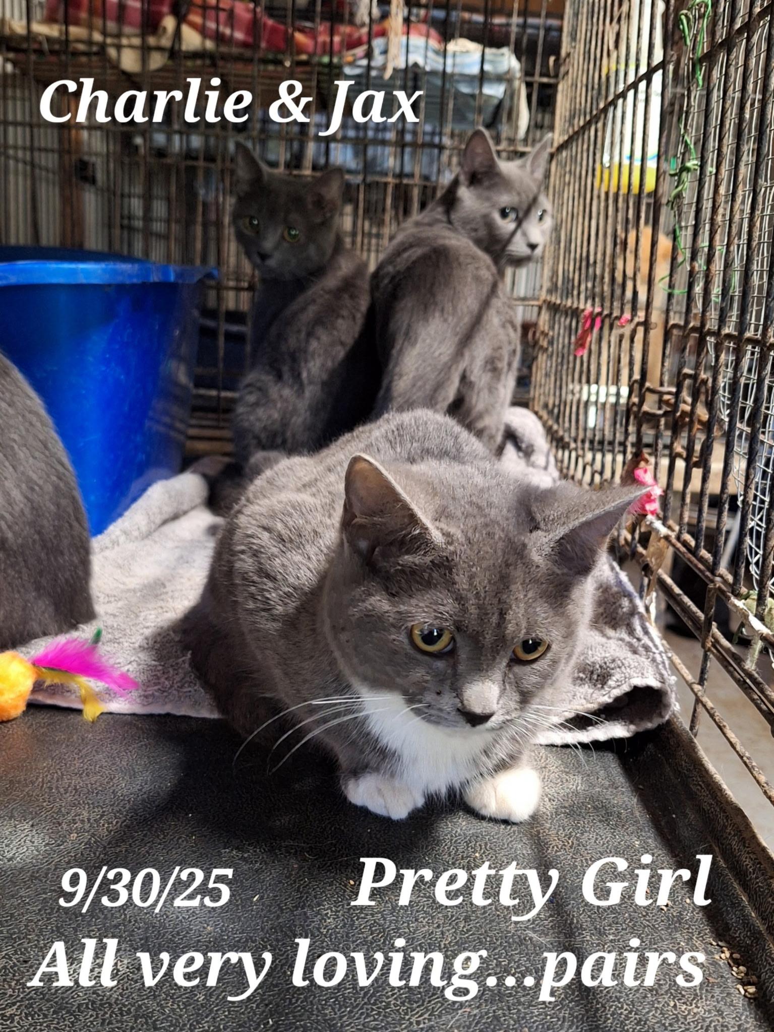 Pretty Boy   JAX  Charlie   Pretty Girl