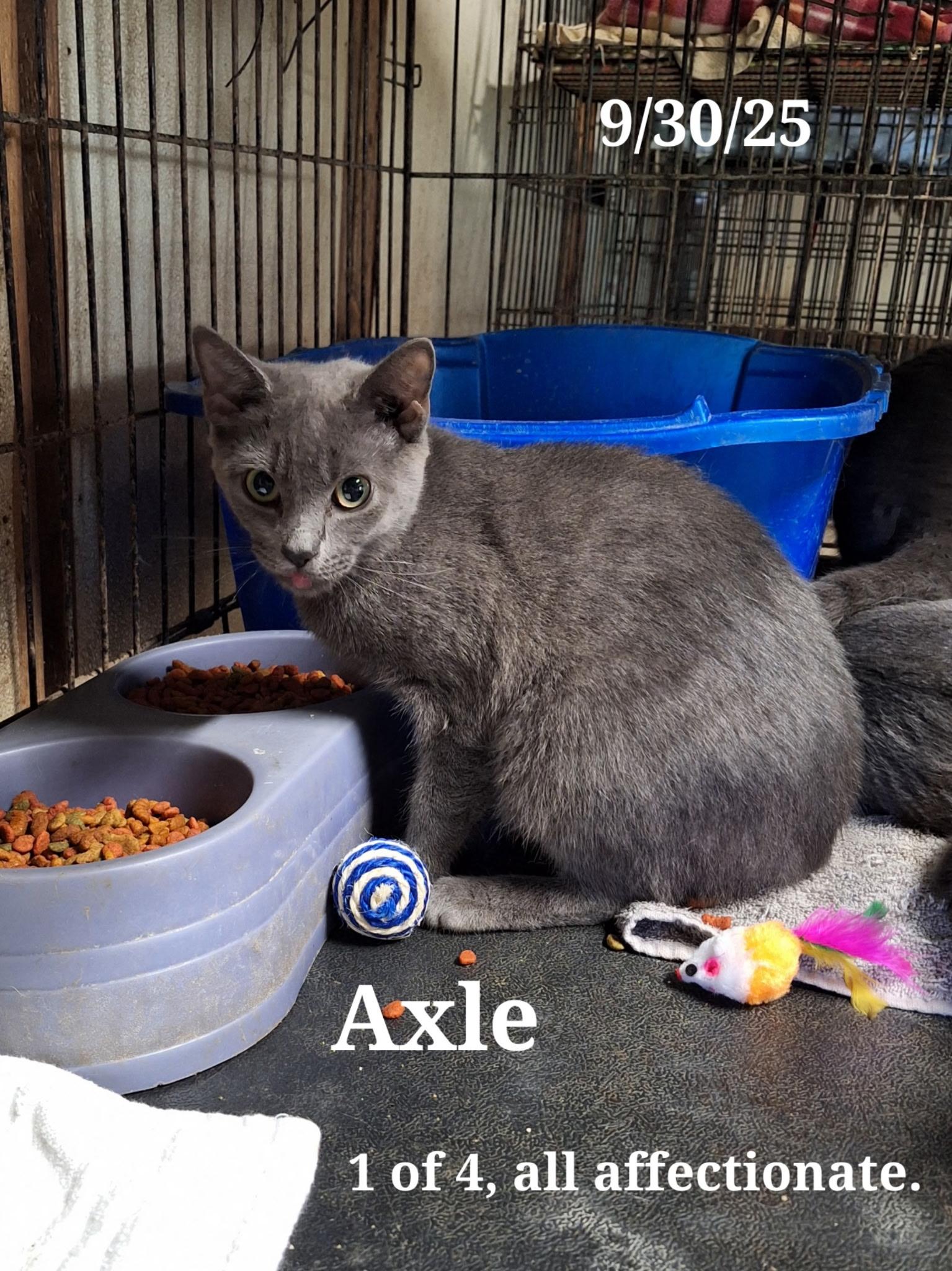 Enlarge Charlie   Pretty Girl, a Adoptable Russian Blue in Staunton, VA image 3/6