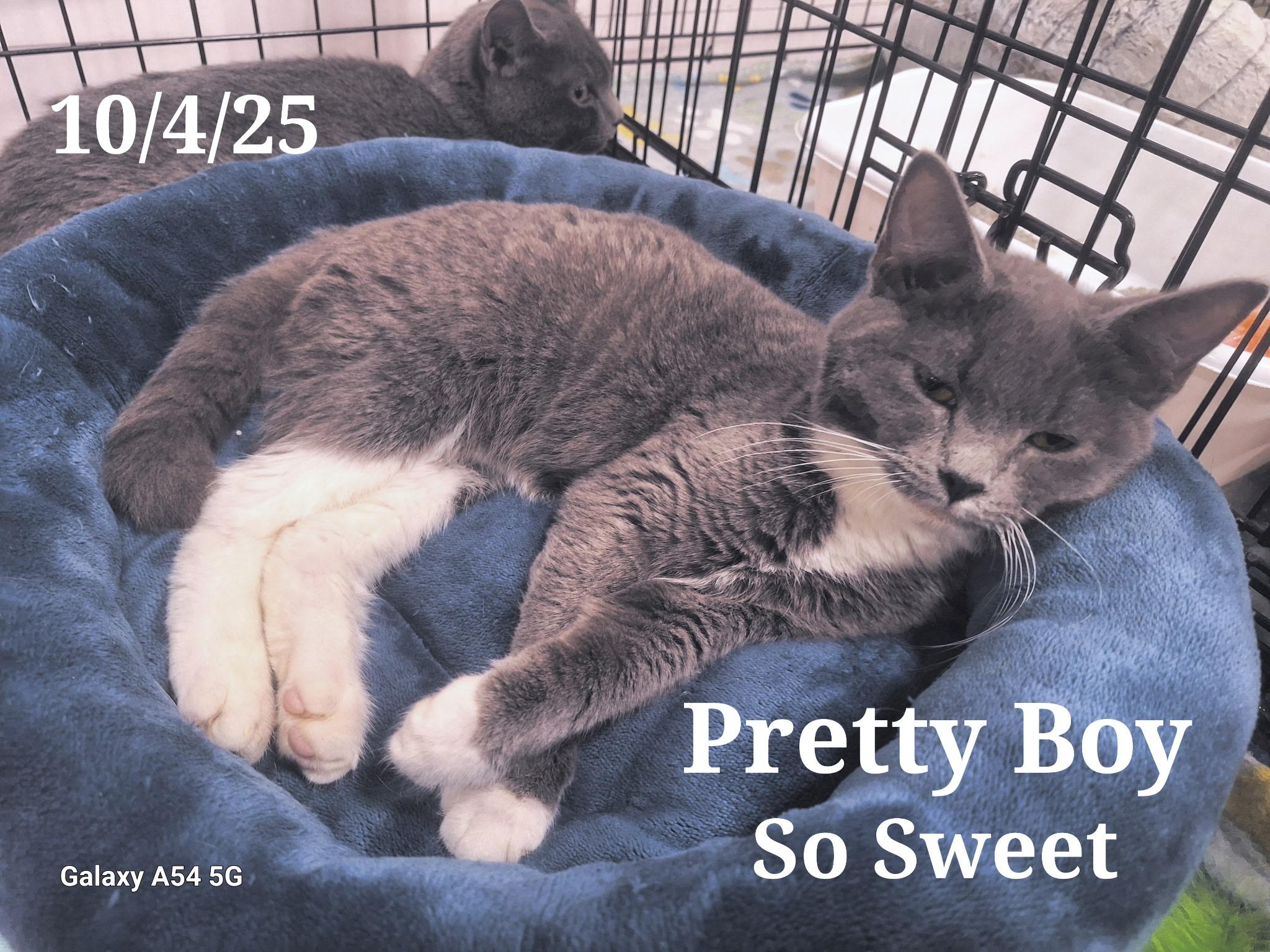 Enlarge Charlie   Pretty Girl, a Adoptable Russian Blue in Staunton, VA image 4/6